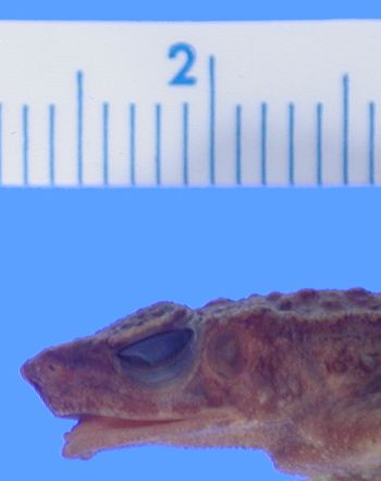 Media type: image;   Herpetology A-22621